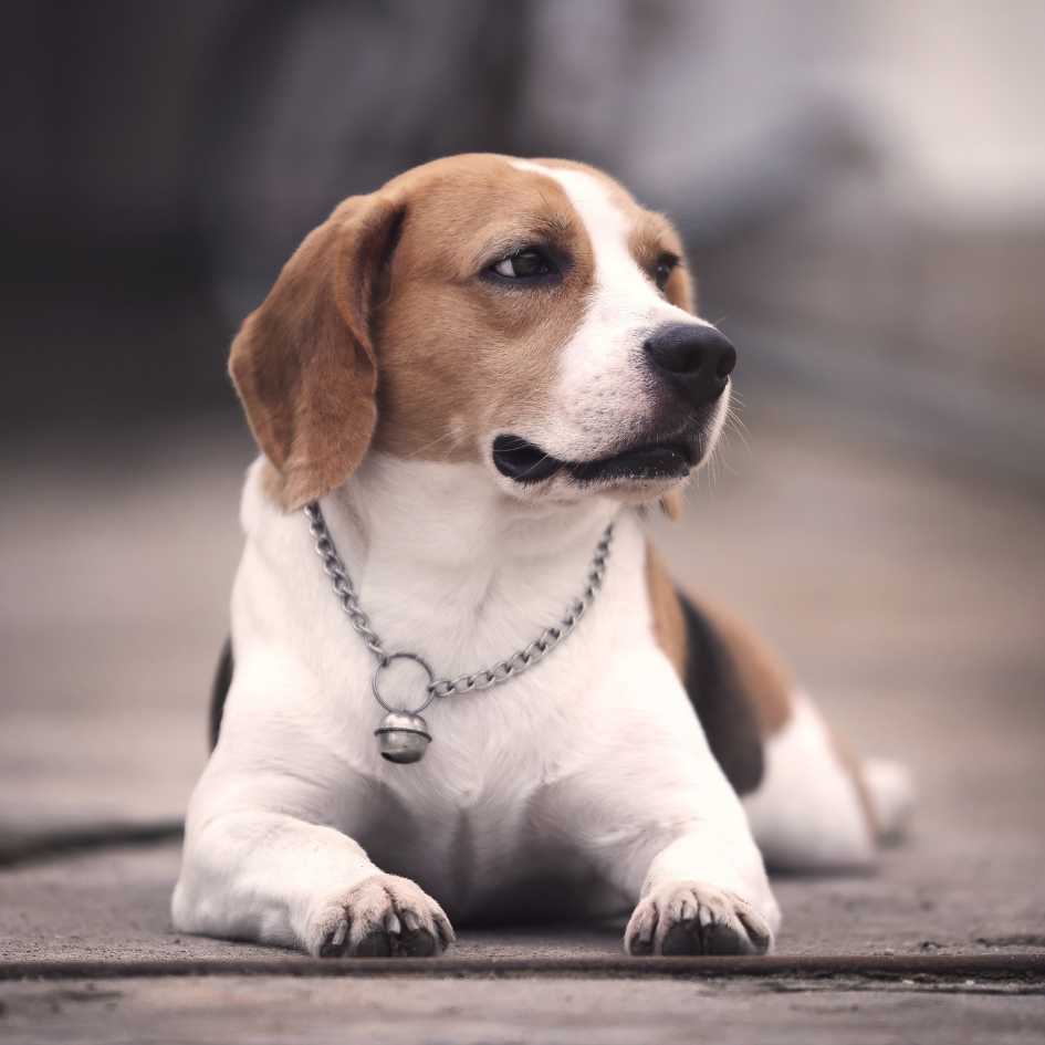 Beagle Grooming Tips_ How to Keep Their Short Coat Clean