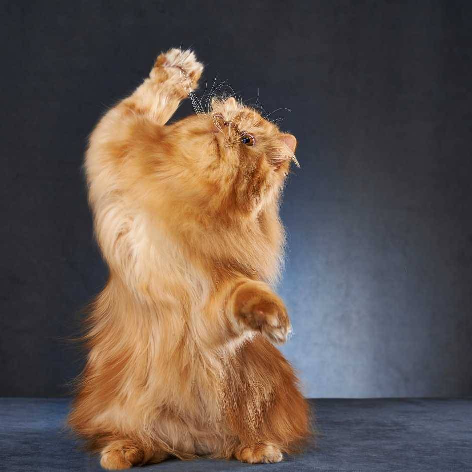 Feeding and Nutrition_ What Should a Persian Cat Eat
