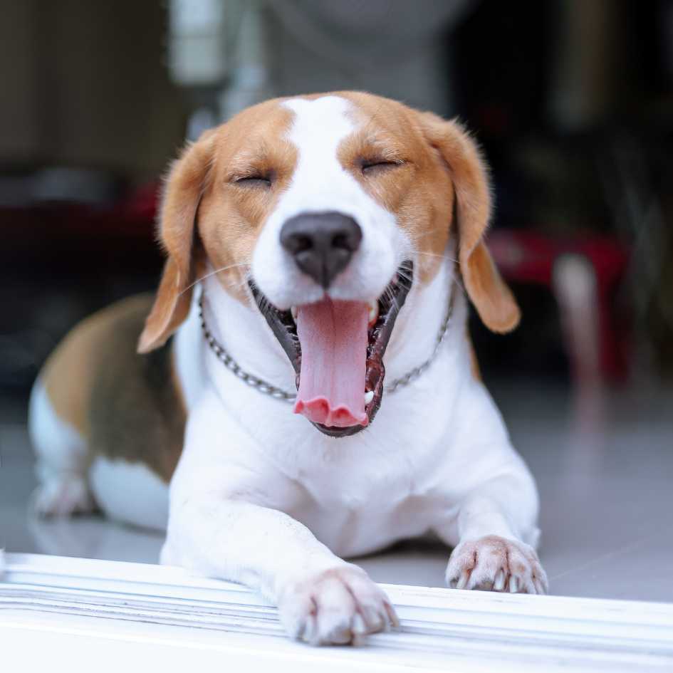 How Big Do Beagles Get and What Are Their Physical Traits