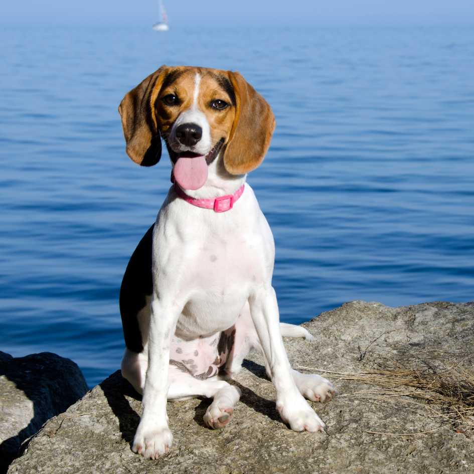 How Do Beagles Fit Into the Lifestyle of Indian Homes