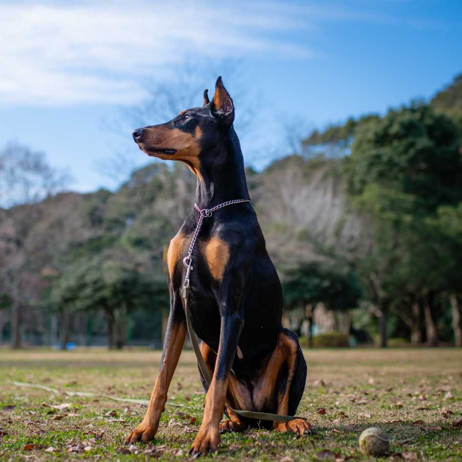 How Do You Groom a Doberman Pinscher