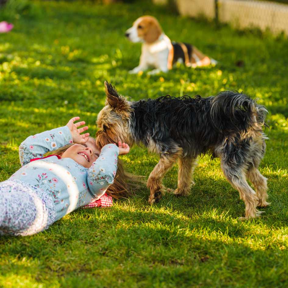 How Does Breed Choice Affect Your Lifestyle and Home Environment