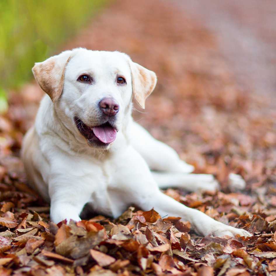 How Energetic and Playful Are Labrador Retrievers