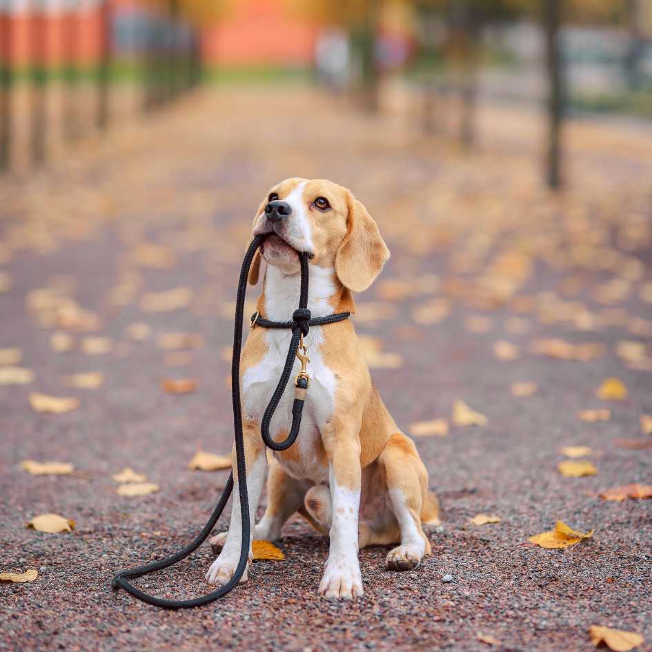 How Long Do Beagles Live_ Exploring the Beagle Lifespan