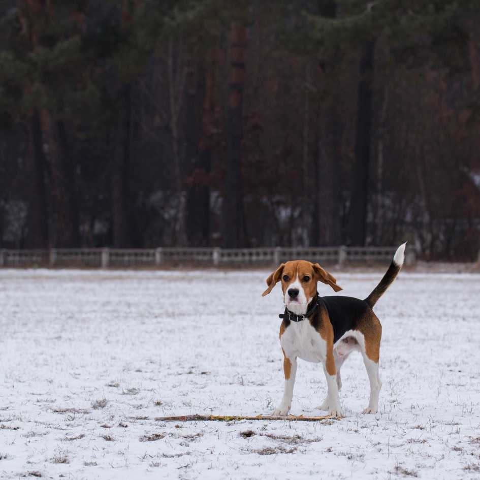 How Much Exercise Does a Beagle Need Daily