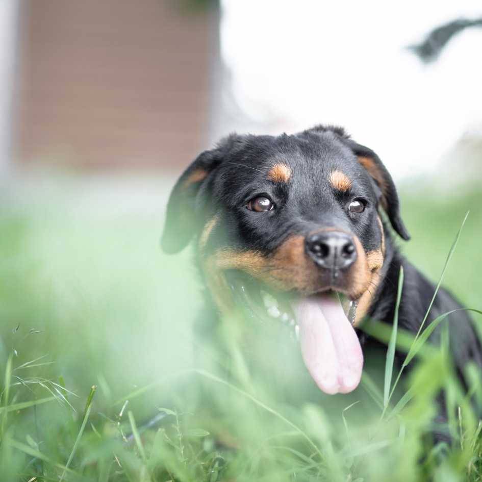 How Should You Care for a Rottweiler's Coat and Nutrition