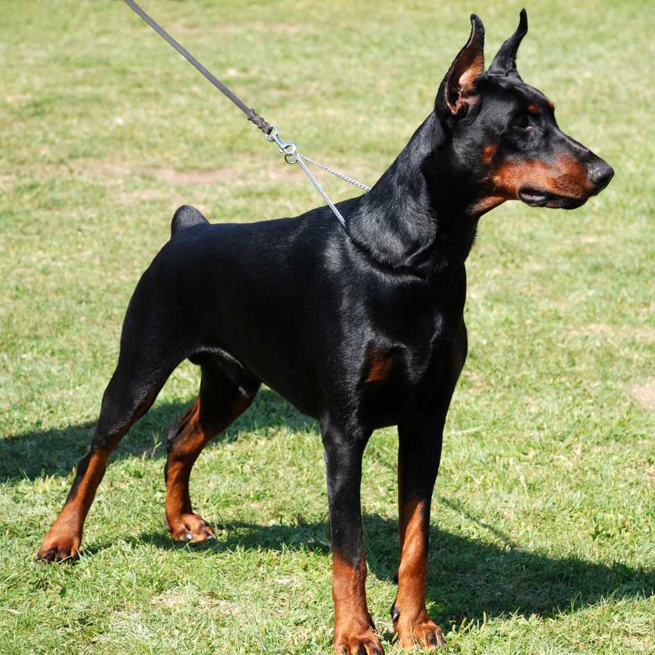 How Should You Feed and Exercise a Doberman