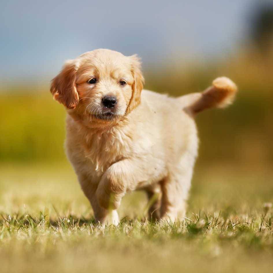 How and When to Microchip Your New Puppy