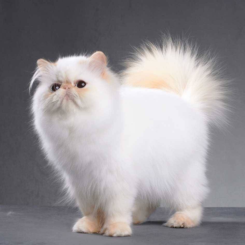 How to Care for a Persian Kitten