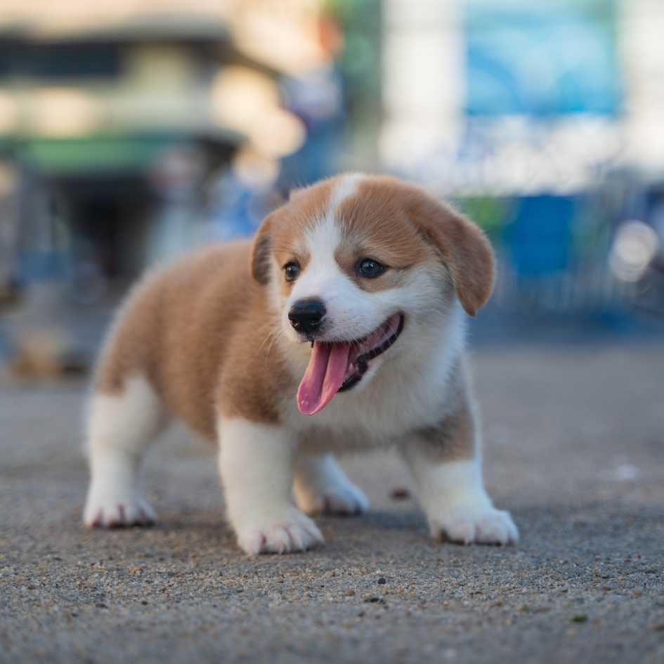 How to Choose the Right Breed for Your Lifestyle