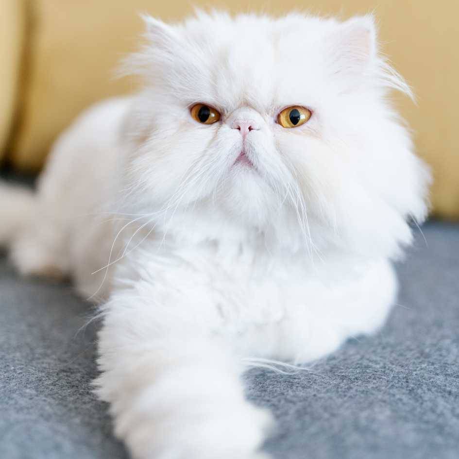 How to Properly Groom a Persian Cat’s Long Coat
