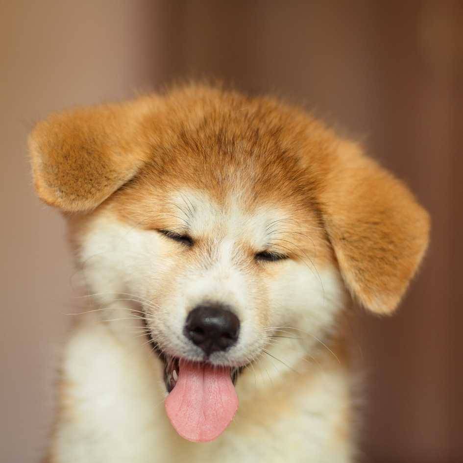 How to Welcome a New Puppy_ Importing, Microchipping & Raising a Happy Pet