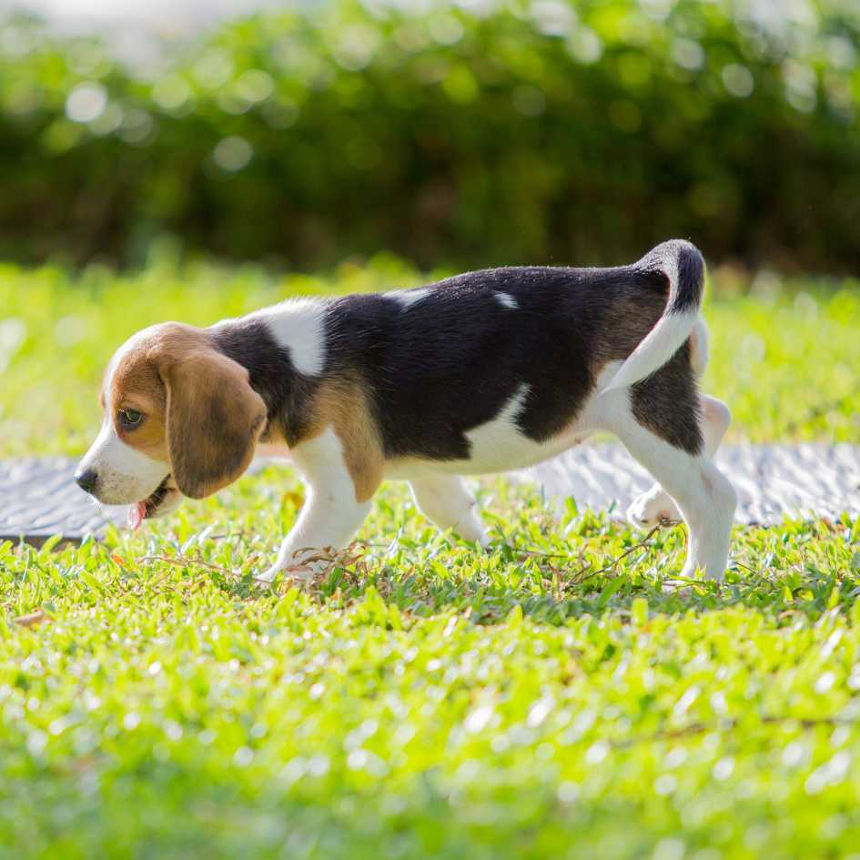 Is a Beagle the Right Dog for Your Family