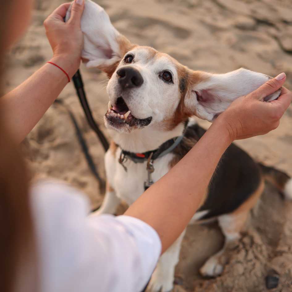Is the Beagle Easy to Train_ What Owners Should Know