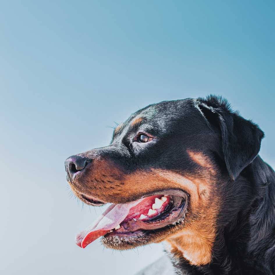 Key Takeaways About the Rottweiler Breed