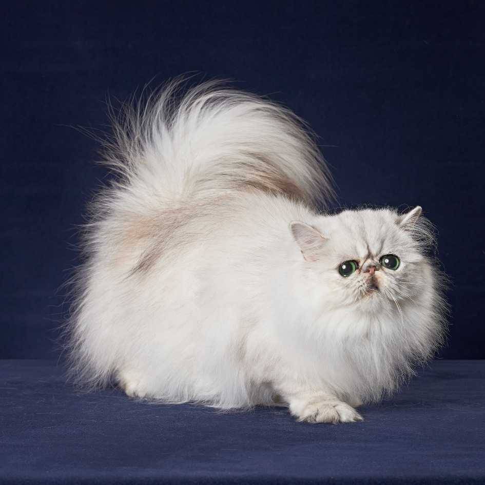 Key Takeaways for Cat Owners
