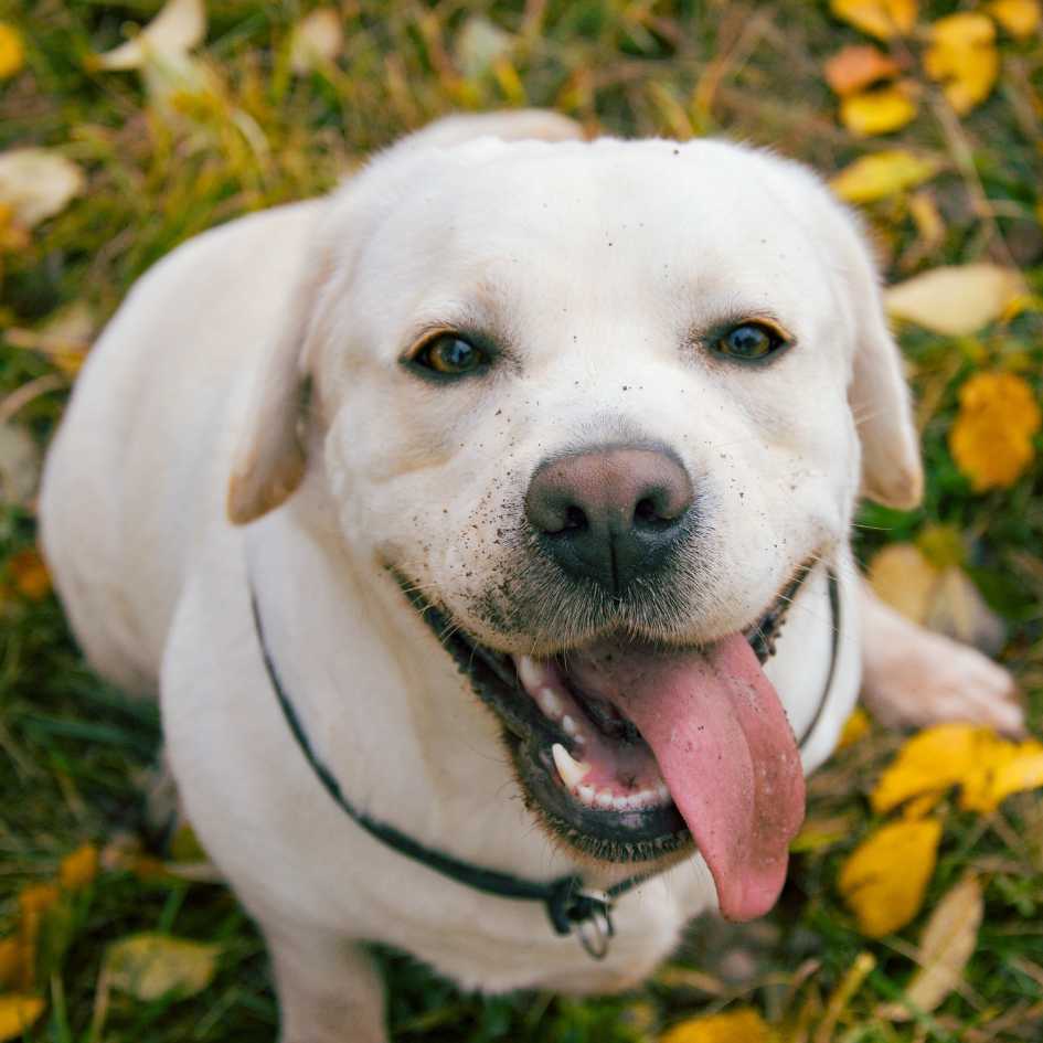 Key Takeaways for New Puppy Owners