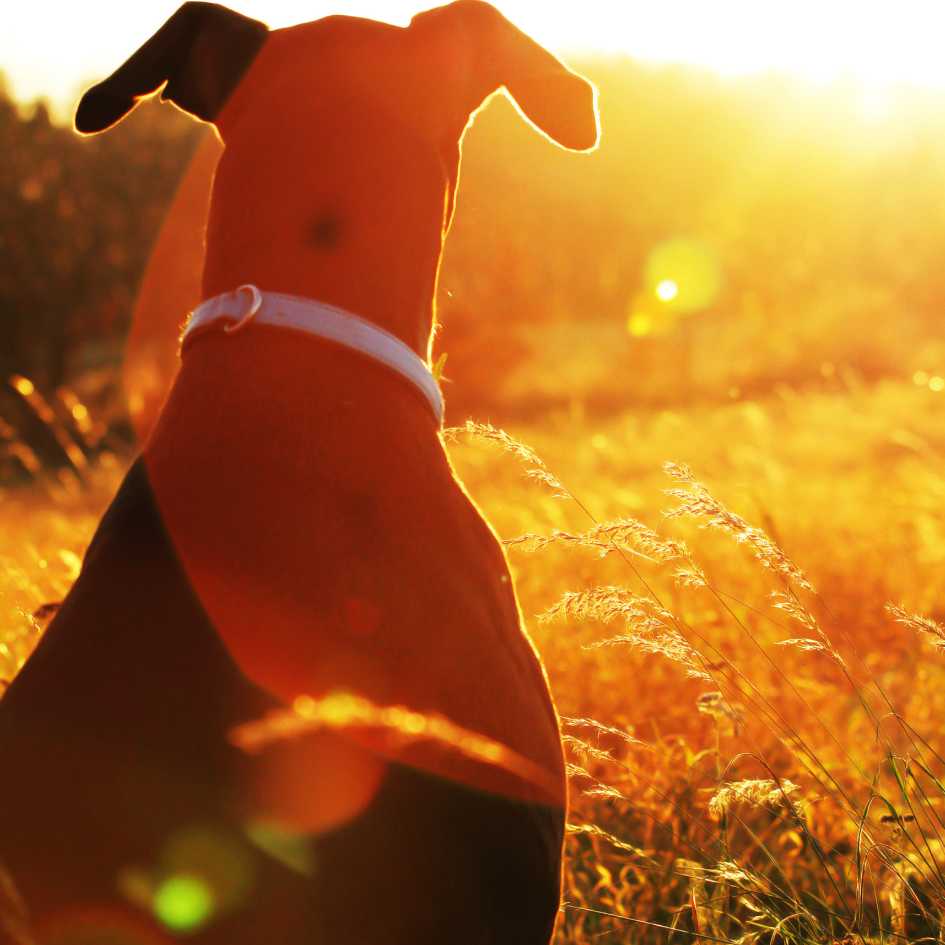 Key Takeaways for Pet Parents Considering a Doberman