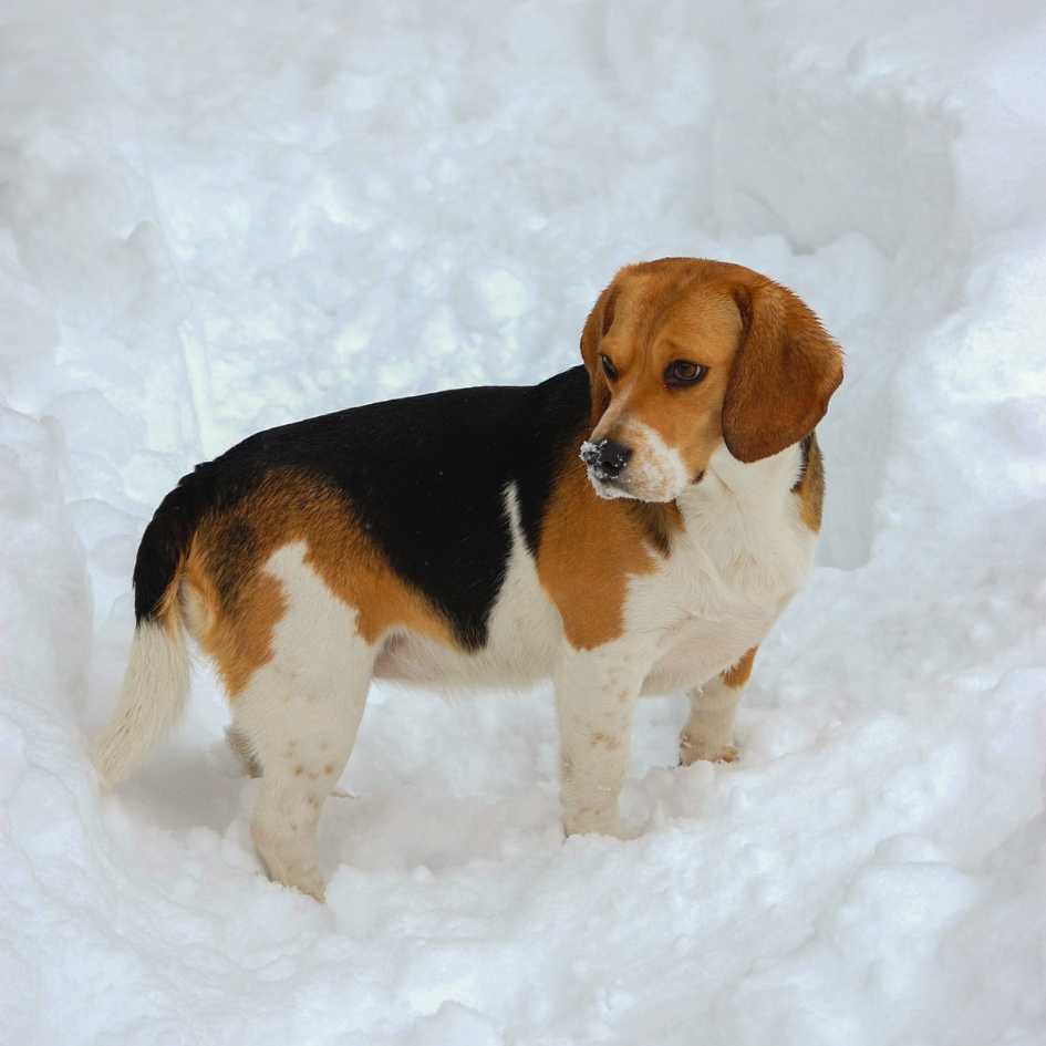Key Takeaways_ Important Things to Remember About Beagles