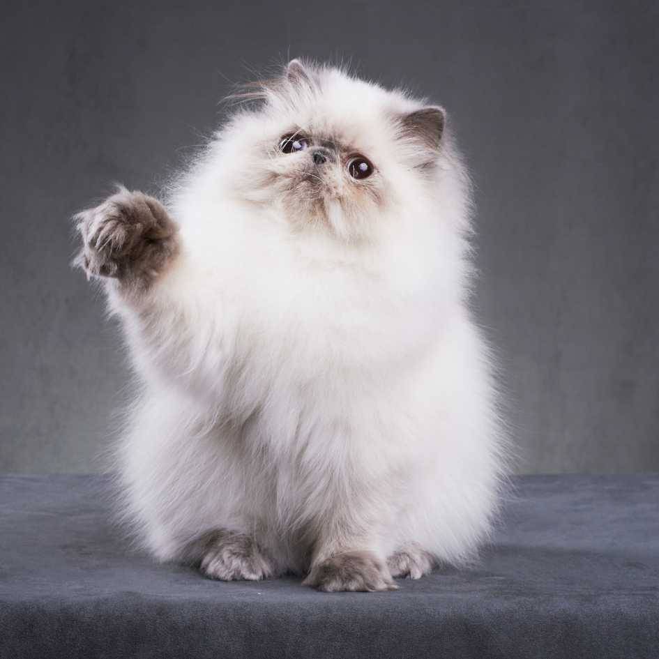 Persian Cat Show Standards_ What Do Judges Look For