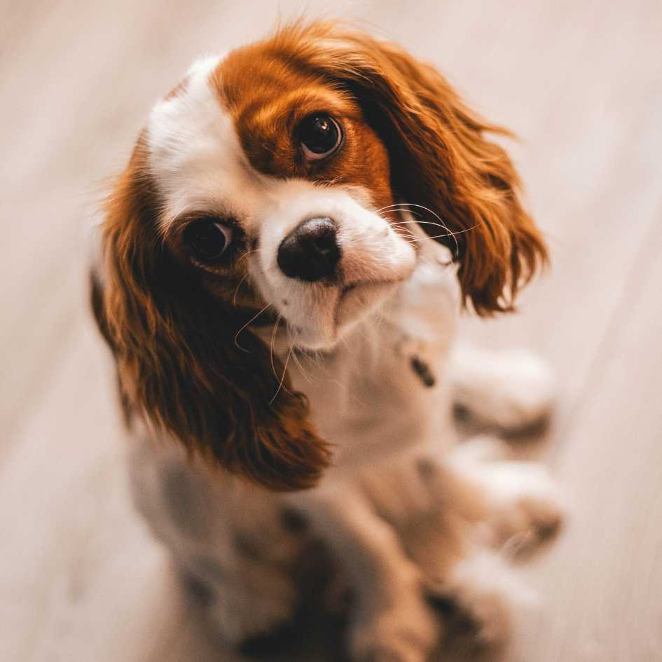 Registering Your Puppy With the Kennel Club