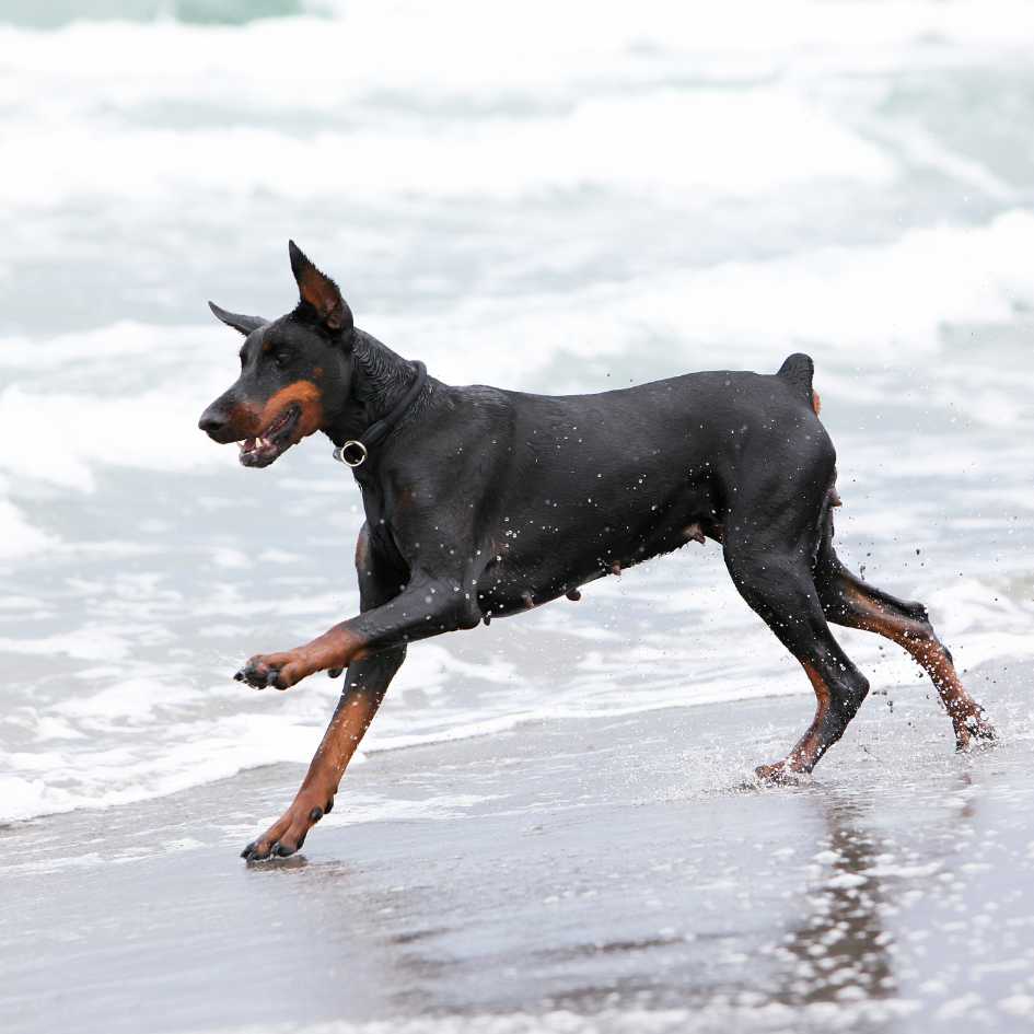 The Sleek and Strong Doberman Pinscher_ A Guide to This Powerful Dog Breed