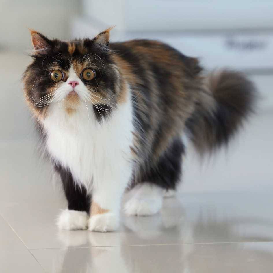 The Ultimate Persian Cat Breed Profile