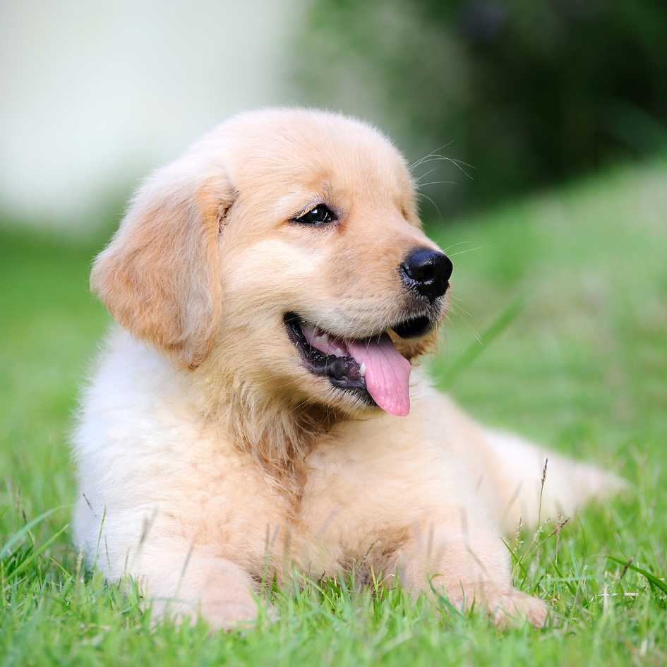 Understanding Vaccination and Deworming Schedules