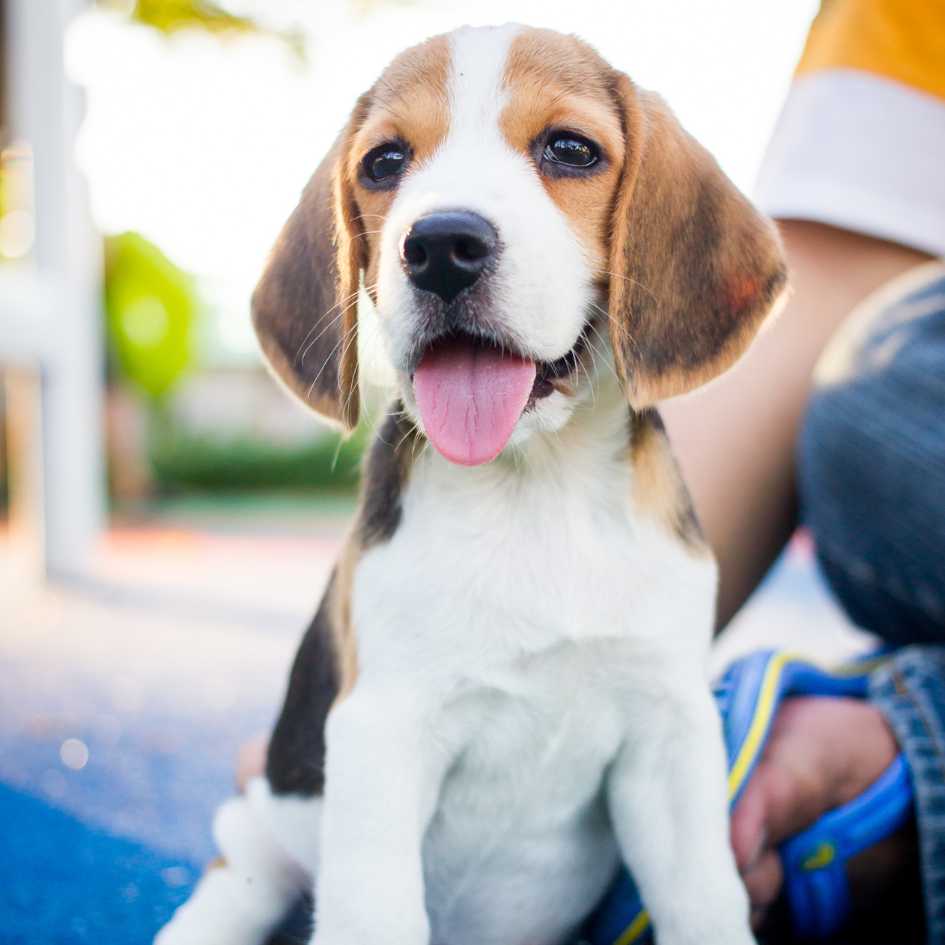 What Are Common Health Issues in Beagles