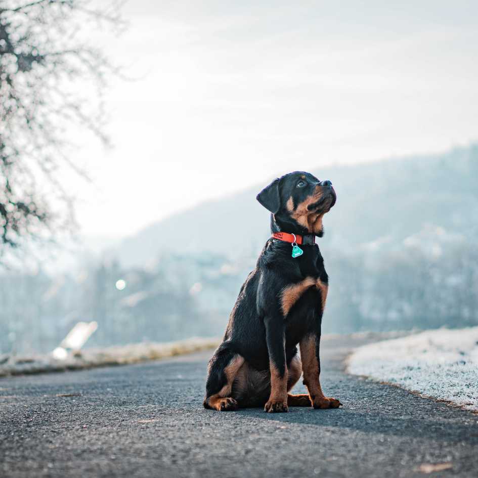 What Are the Defining Traits and Temperament of a Rottweiler