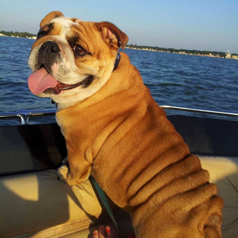 What Are the Grooming Needs of Popular Breeds Like Bulldogs and Poodles