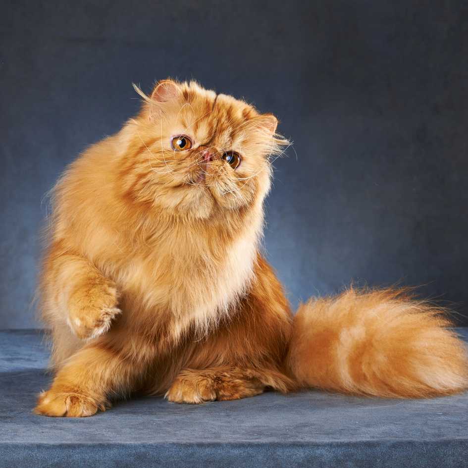 What Are the Most Common Health Problems in Persian Cats