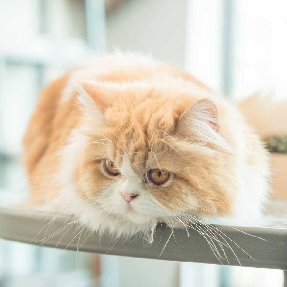 What Are the Temperament and Personality Traits of a Persian Cat