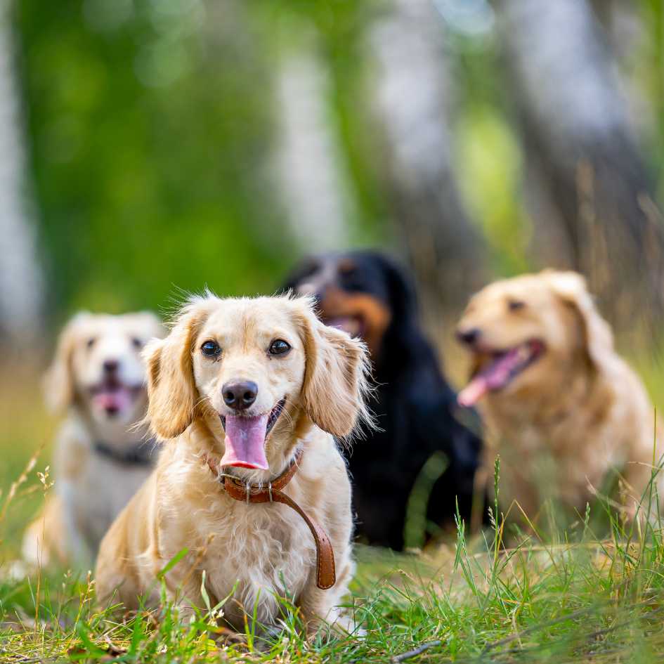 What Are the Top 10 Most Popular Dog Breeds in 2025
