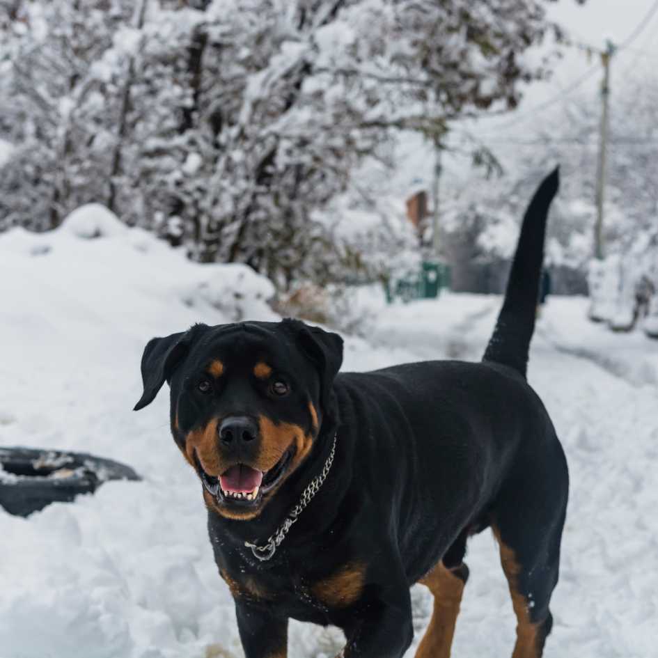 What Do Kennel Clubs and Breed Clubs Say About Rottweilers