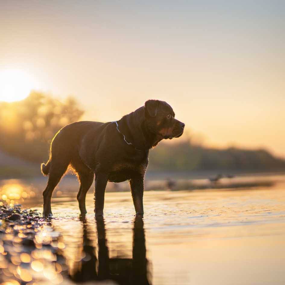 What Does Responsible Ownership of a Rottweiler Involve
