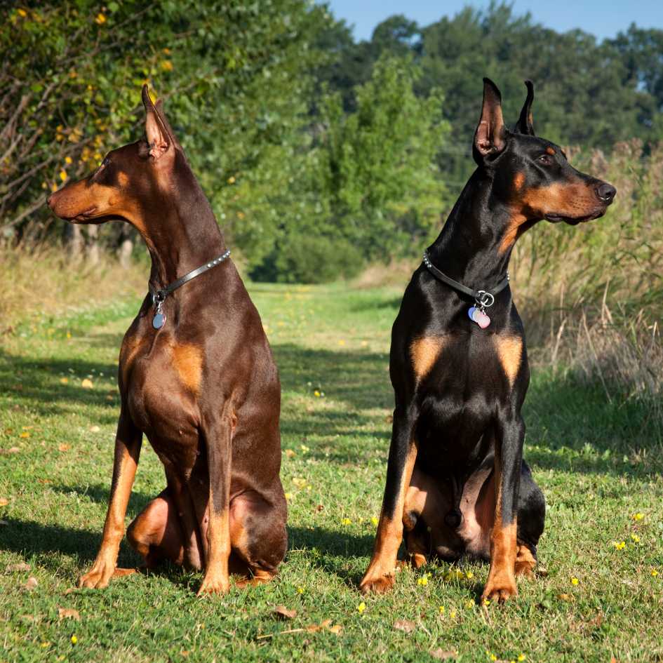 What Does a Doberman Look Like and How Big Do They Get