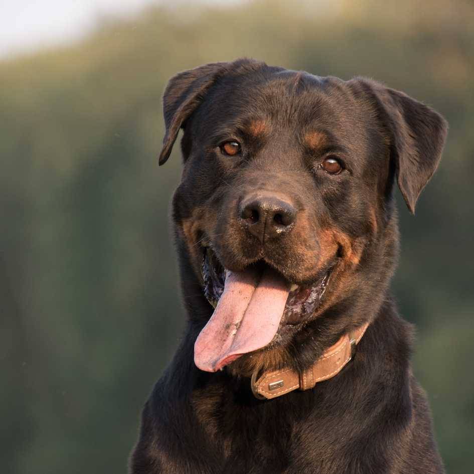 What Health Concerns Affect the Rottweiler Breed