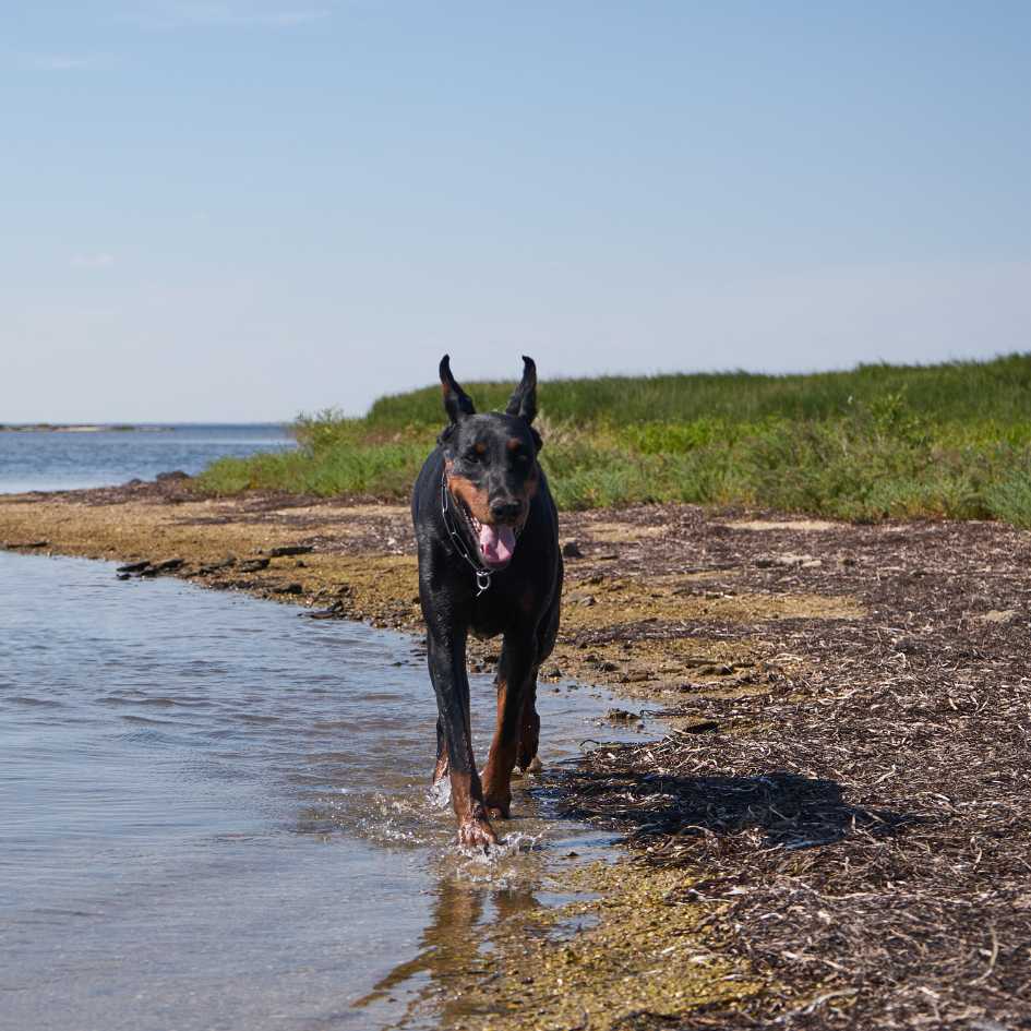 What Health Issues Are Common in the Doberman Breed