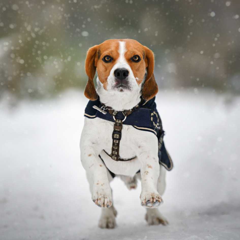What Is a Beagle_ A Closer Look at This Popular Dog Breed