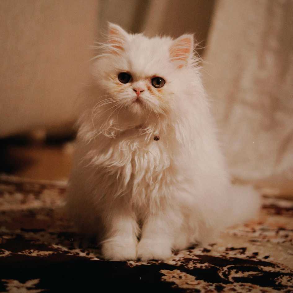 What Is a Persian Cat_ A Look Into Its Regal Origins