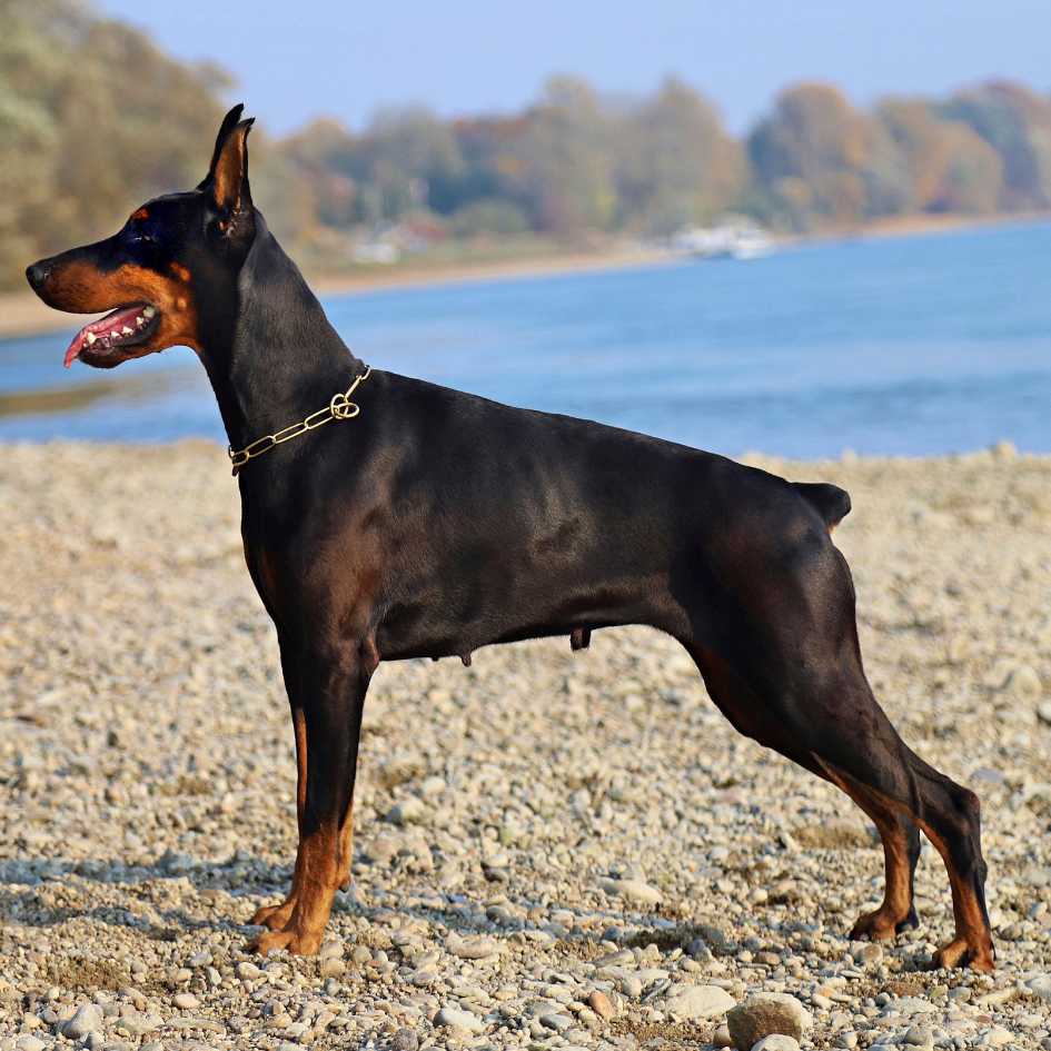 What Is the History Behind the Doberman Pinscher