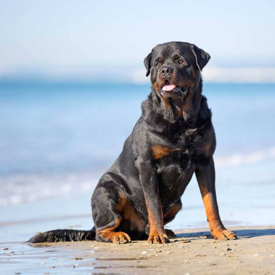 What Is the Origin of the Rottweiler Breed