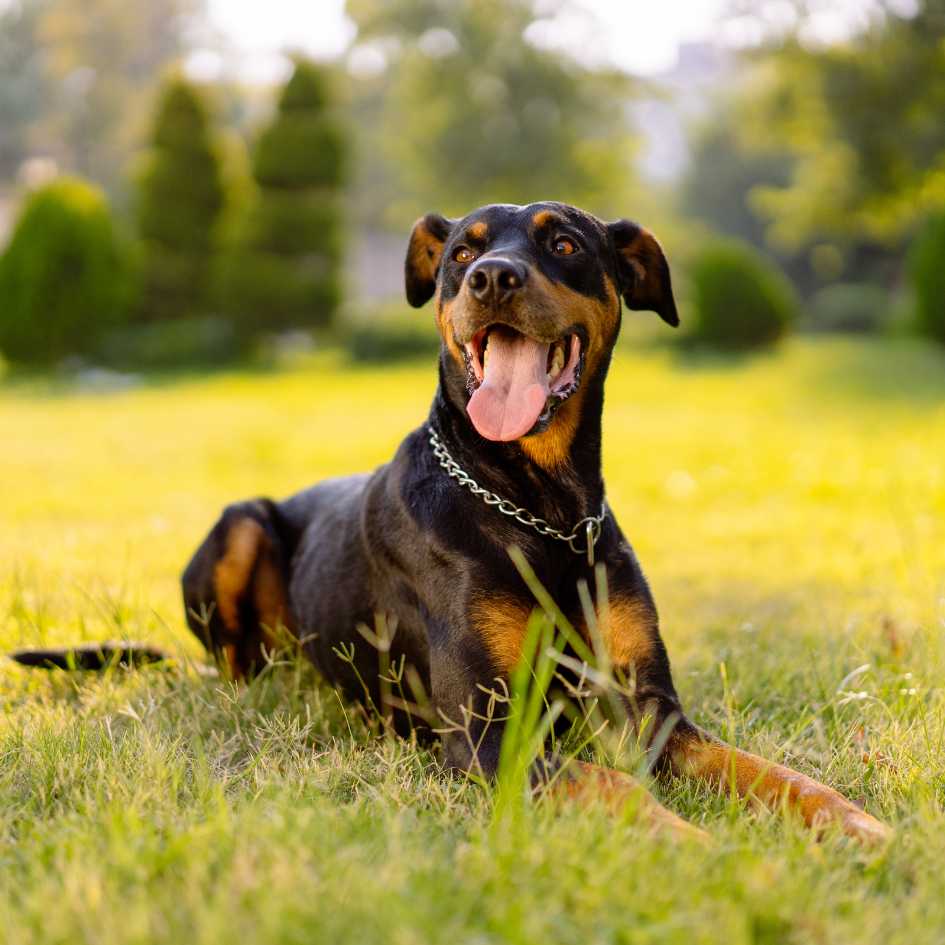 What Is the Temperament of a Doberman