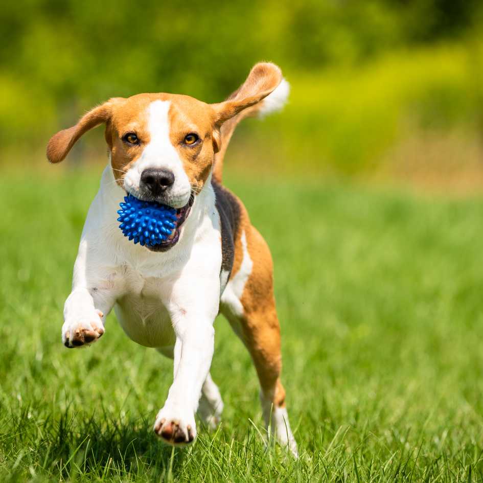 What Is the Typical Temperament of a Beagle