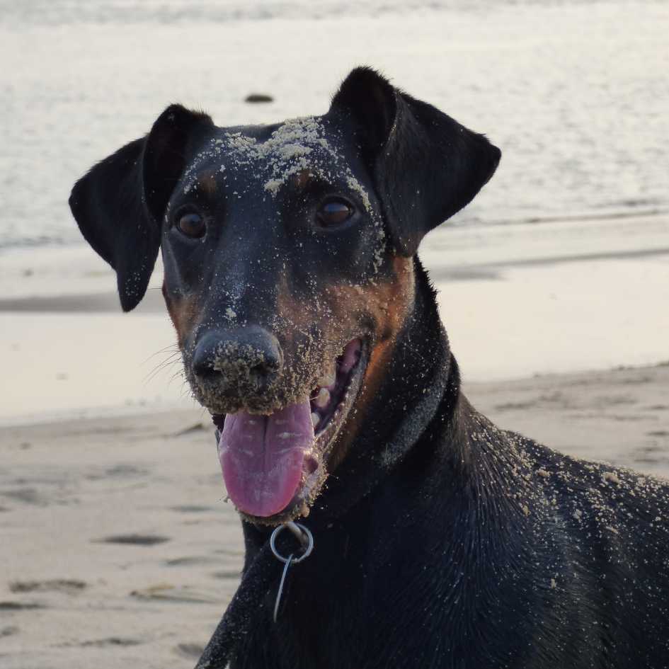 What Makes Dobermans Unique Among Dog Breeds