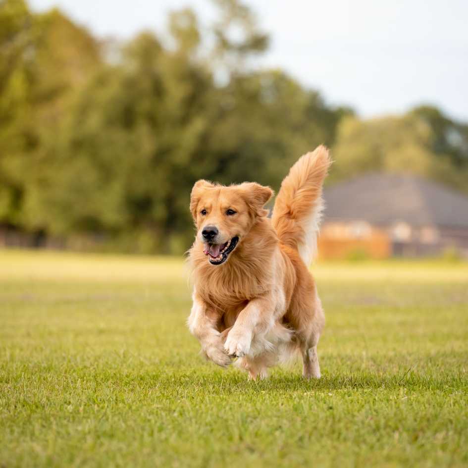 What Makes Golden Retrievers Ideal Family Dogs