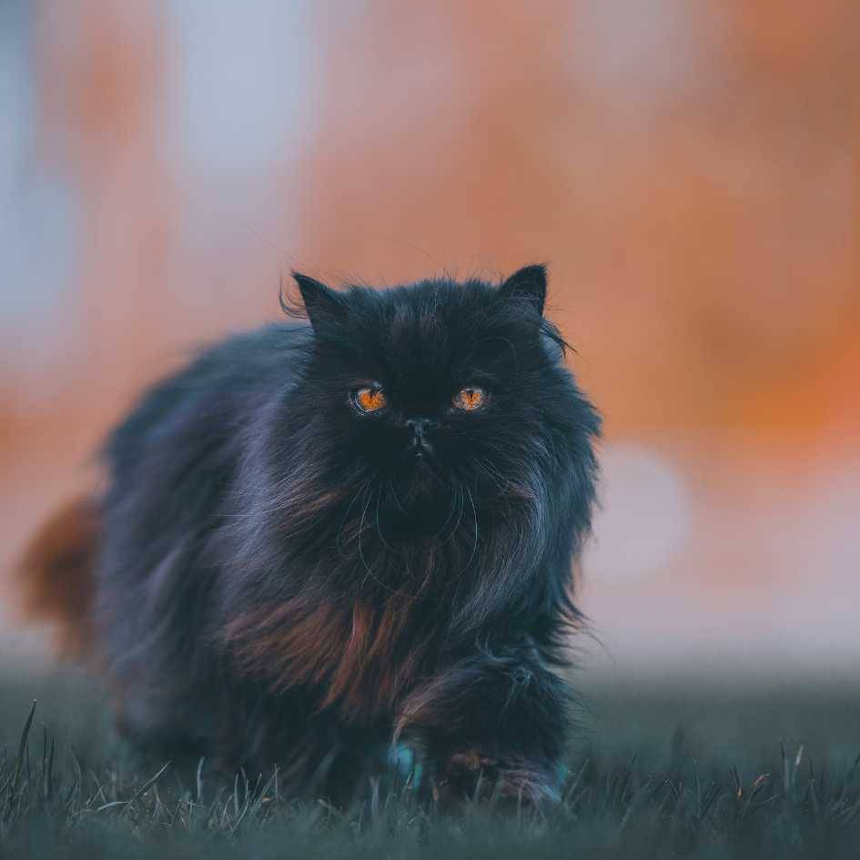 What Makes the Persian Cat Breed Unique