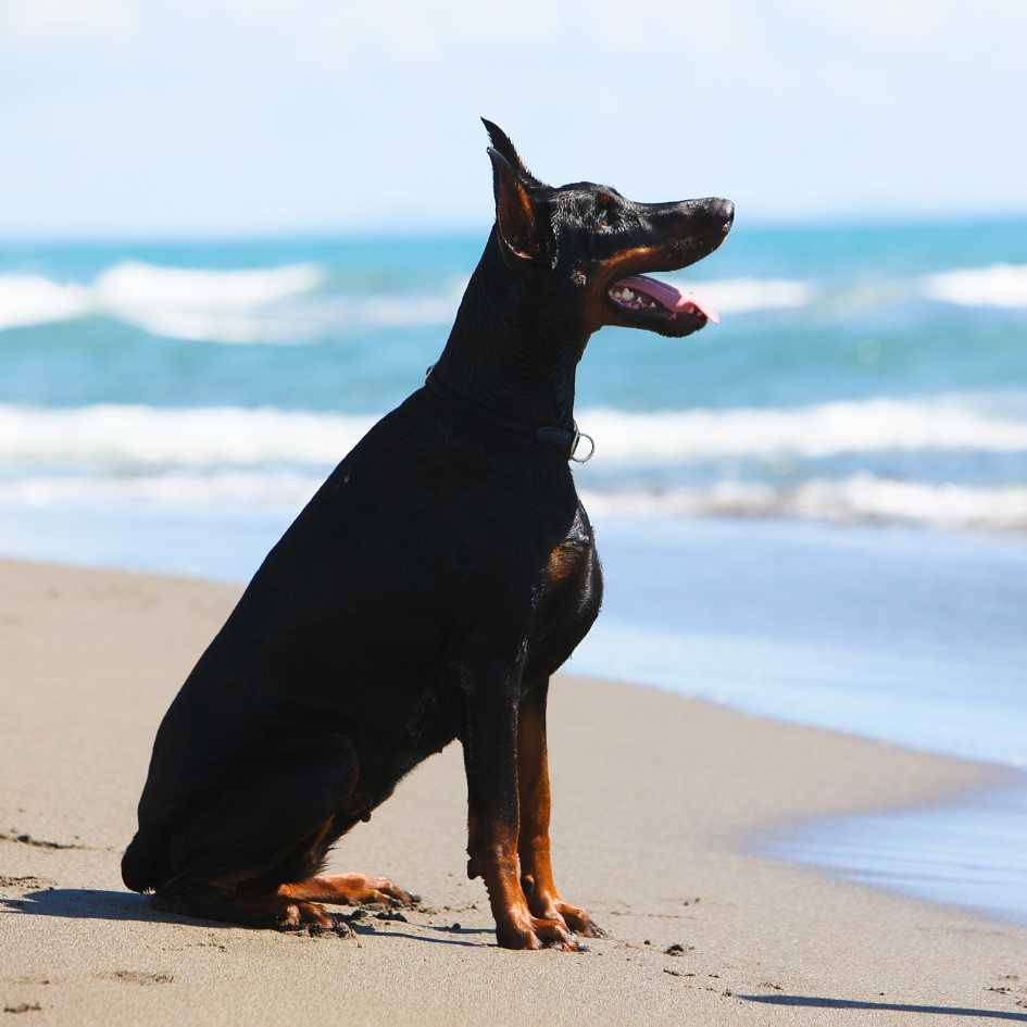 What Should Pet Parents Know About Training Dobermans