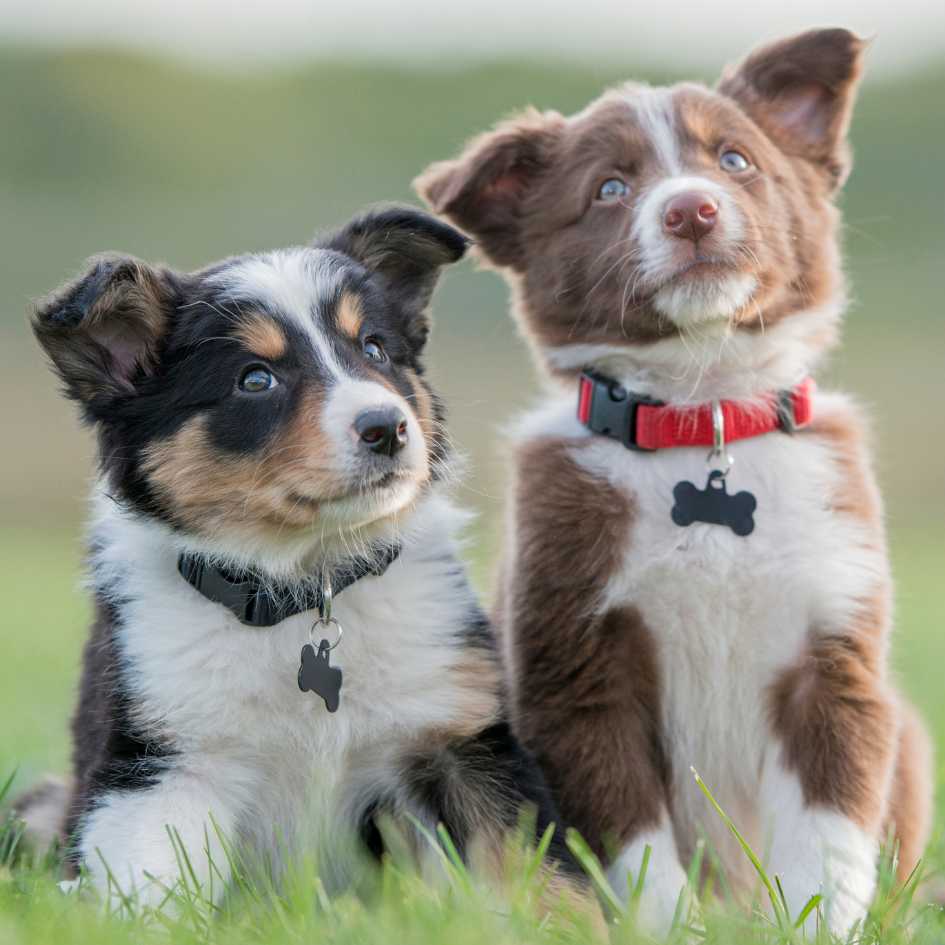 What to Know Before You Import a Puppy